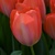Tulipany Van Eijk Orange - 5 ks v balení