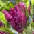 Tulipany Parrot Prince - 3 ks v balení