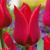 Tulipany Pieter De Leur - 5 ks v balení