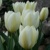 Tulipany Purissima - 5 ks v balení