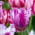 Tulipany Purple Circus - 3 ks v balení