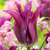 Tulipany Purple Doll - 5 ks v balení