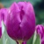Tulipany Purple Prince - 5 ks v balení
