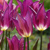 Tulipany Purple Dream - 5 ks v balení