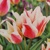 Tulipany mnohokveté Quebec - 5 ks v balení