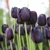 Tulipany Queen Of Night - 5 ks v balení