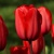 Tulipany Impression Red - 5 ks v balení