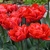 Tulipany Red Princess - 3 ks v balení