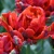 Tulipany Rococo Double - 3 ks v balení