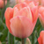 Tulipany Van Eijk Salmon - 5 ks v balení