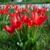 Tulipany Scarlet Baby - 5 ks v balení