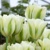 Tulipany Spring Green - 3 ks v balení