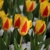 Tulipany Stresa - 5 ks v balení