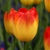 Tulipany Suncatcher - 5 ks v balení