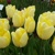 Tulipany Sunny Prince - 5 ks v balení