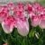 Tulipany Supri Erotic - 3 ks v balení