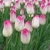 Tulipany Supri Erotic - 3 ks v balení