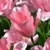 Tulipany Sweet Sixten - 5 ks v balení