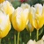 Tulipany Sweetheart - 5 ks v balení