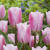 Tulipany Synaeda Amor - 5 ks v balení