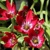 Tulipany Tiny Timo - 5 ks v balení
