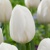 Tulipany White Prince - 5 ks v balení