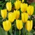 Tulipany Purissima Yellow - 5 ks v balení