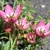 Tulipany Aucheriana - 5 ks v balení