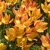 Tulipany Aucheriana Jara - 5 ks v balení
