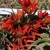 Tulipany Aucheriana Mara - 5 ks v balení