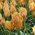 Tulipany Bright Gem - 5 ks v balení
