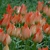 Tulipany Salmon Gem - 5 ks v balení