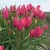 Tulipany Annika - 3 ks v balení