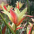 Tulipany Cynthia - 3 ks v balení