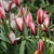 Tulipany Lady Jane - 5 ks v balení