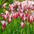 Tulipany Peppermintstick - 5 ks v balení