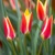 Tulipany Tinka - 5 ks v balení