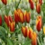 Tulipany Tubergens Gem - 5 ks v balení