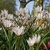 Tulipany Hilde - 3 ks v balení