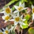 Tulipany Turkestanica - 5 ks v balení