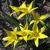 Tulipany Sylvestris - 5 ks v balení