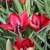 Tulipany Stapfii - 3 ks v balení