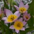 Tulipany Saxatilis - 5 ks v balení