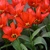Tulipany Eichleri - 3 ks v balení