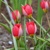 Tulipany Humilis Red Beauty - 5 ks v balení