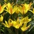 Tulipany Kolpakowskiana - 5 ks v balení