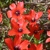 Tulipany Linifolia - 5 ks v balení