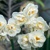 Narcis Bridal Crown - 3 ks v balení