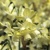 Narcis Moonlight Sensation - 5 ks v balení
