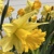 Narcis Rijnvelds Early Sensation - 5 ks v balení